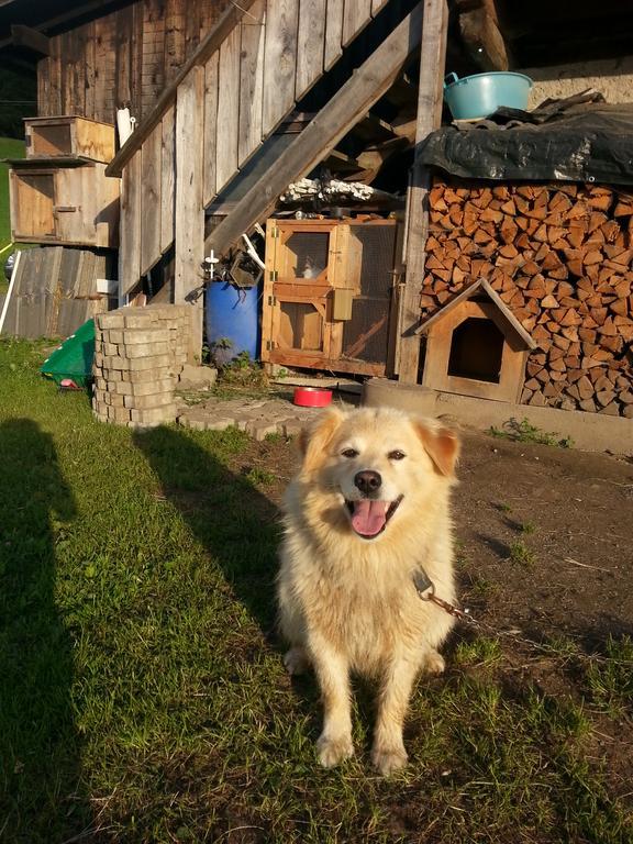 Hölzlhof Brunico Kültér fotó
